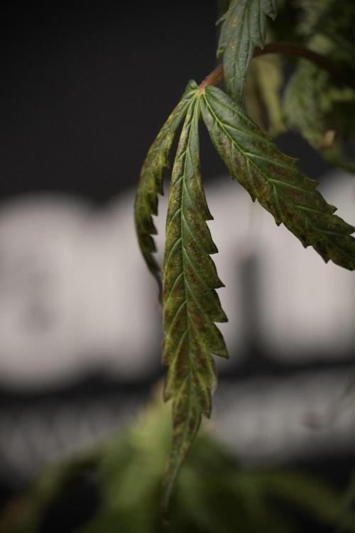 Cosmic Noodles a Zamnesia Dish. Week 8 - Cosmic Noodles The Overwatered One