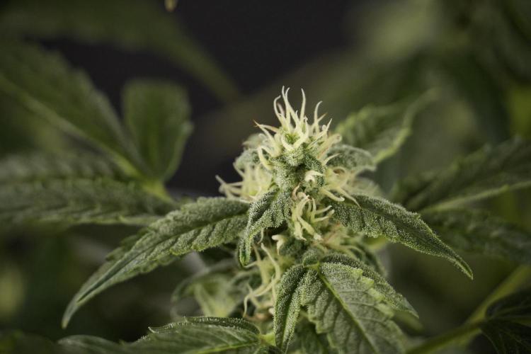 Cosmic Noodles a Zamnesia Dish. Week 8 - Cosmic Noodles The Overwatered One