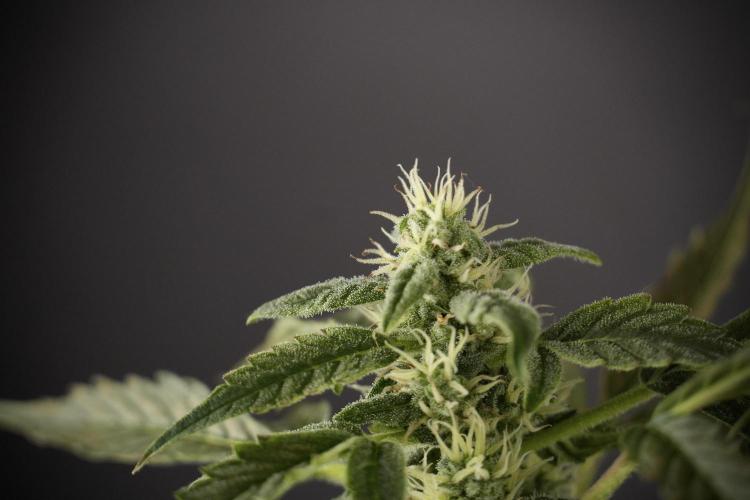 Cosmic Noodles a Zamnesia Dish. Week 8 - Cosmic Noodles The Overwatered One