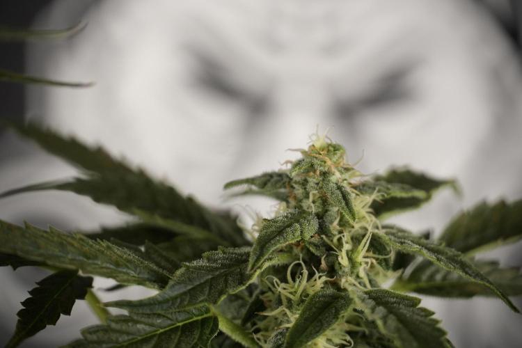 Cosmic Noodles a Zamnesia Dish. Week 8 - Cosmic Noodles The Overwatered One