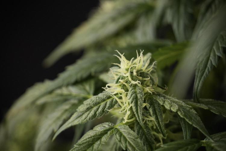 Cosmic Noodles a Zamnesia Dish. Week 8 - Cosmic Noodles The Overwatered One