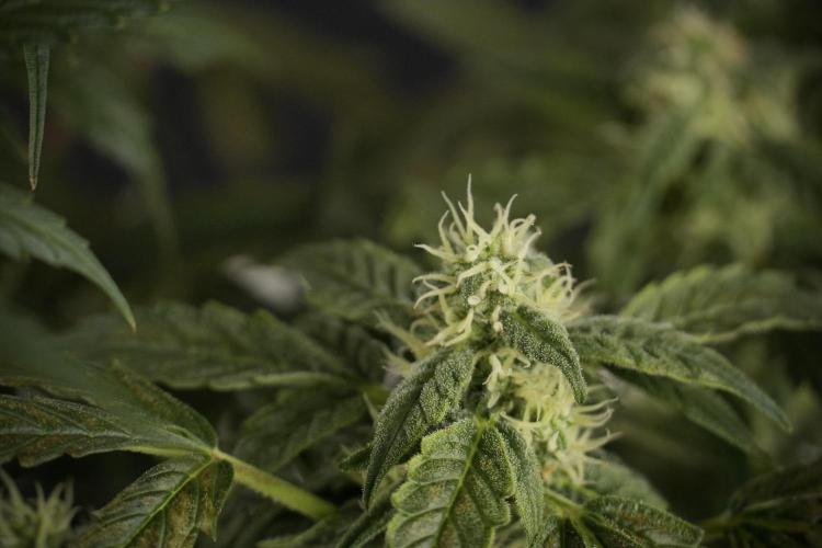 Cosmic Noodles a Zamnesia Dish. Week 8 - Cosmic Noodles The Overwatered One