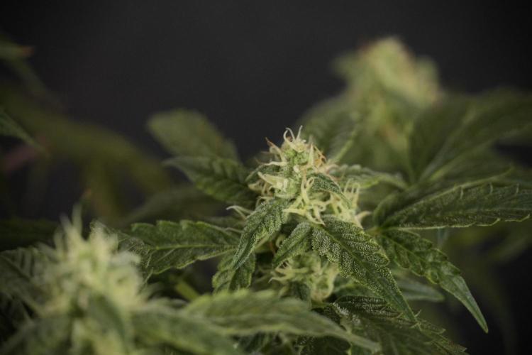 Cosmic Noodles a Zamnesia Dish. Week 8 - Cosmic Noodles The Overwatered One