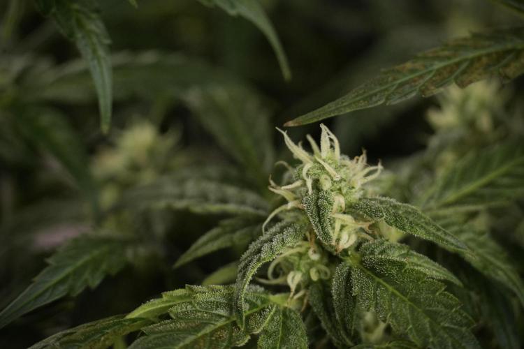 Cosmic Noodles a Zamnesia Dish. Week 8 - Cosmic Noodles The Overwatered One