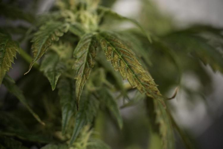 Cosmic Noodles a Zamnesia Dish. Week 8 - Cosmic Noodles The Overwatered One