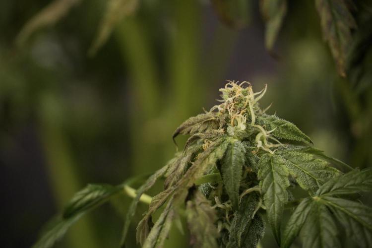 Cosmic Noodles a Zamnesia Dish. Week 8 - Cosmic Noodles The Overwatered One