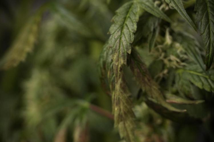 Cosmic Noodles a Zamnesia Dish. Week 8 - Cosmic Noodles The Overwatered One