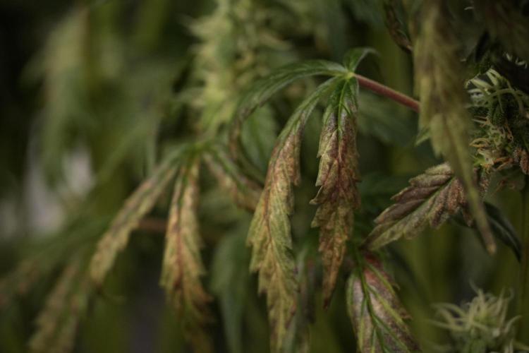 Cosmic Noodles a Zamnesia Dish. Week 8 - Cosmic Noodles The Overwatered One