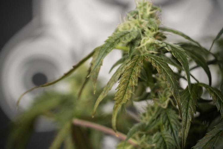 Cosmic Noodles a Zamnesia Dish. Week 8 - Cosmic Noodles The Overwatered One