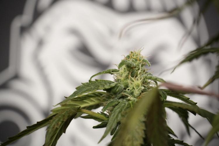 Cosmic Noodles a Zamnesia Dish. Week 8 - Cosmic Noodles The Overwatered One