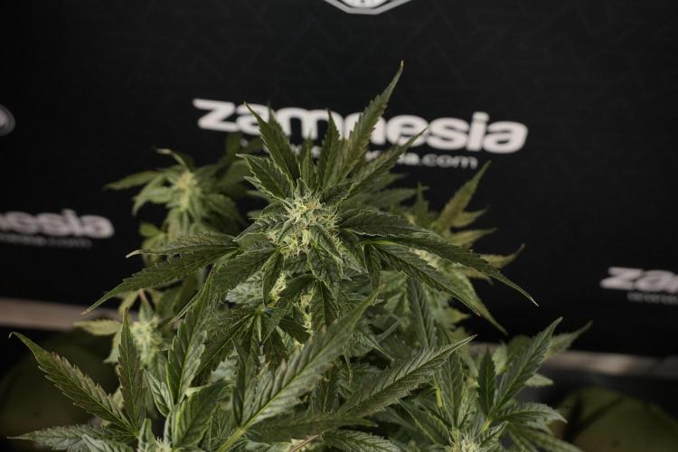 Cosmic Noodles a Zamnesia Dish. Week 8 - Cosmic Noodles The Overwatered One