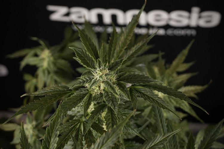 Cosmic Noodles a Zamnesia Dish. Week 8 - Cosmic Noodles The Overwatered One