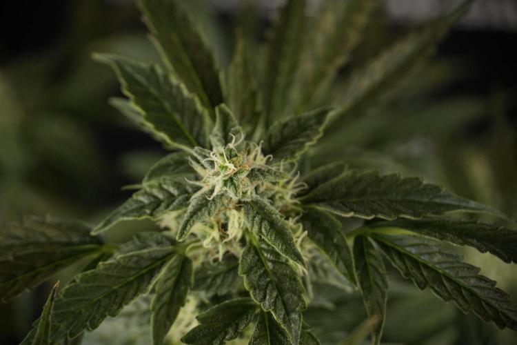 Cosmic Noodles a Zamnesia Dish. Week 8 - Cosmic Noodles The Overwatered One