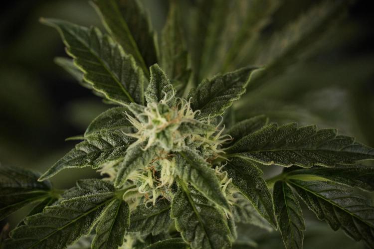 Cosmic Noodles a Zamnesia Dish. Week 8 - Cosmic Noodles The Overwatered One