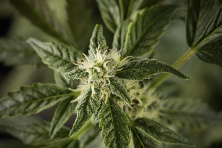 Cosmic Noodles a Zamnesia Dish. Week 8 - Cosmic Noodles The Overwatered One