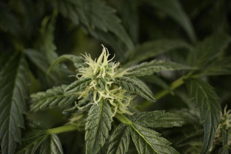 Cosmic Noodles a Zamnesia Dish. Week 8 - Cosmic Noodles The Overwatered One