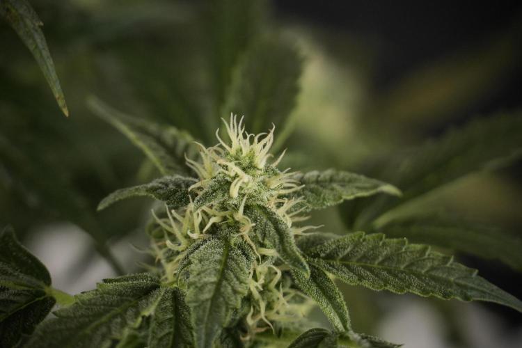 Cosmic Noodles a Zamnesia Dish. Week 8 - Cosmic Noodles The Overwatered One