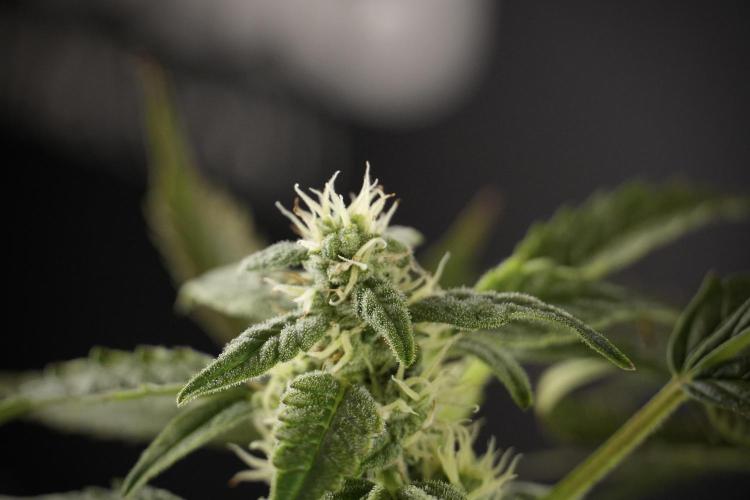 Cosmic Noodles a Zamnesia Dish. Week 8 - Cosmic Noodles The Overwatered One