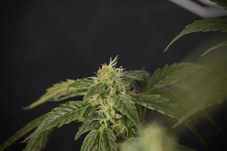 Cosmic Noodles a Zamnesia Dish. Week 8 - Cosmic Noodles The Overwatered One