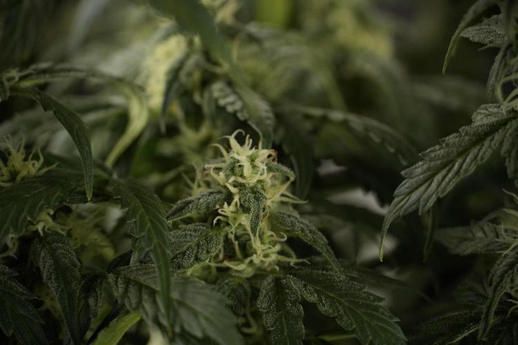 Cosmic Noodles a Zamnesia Dish. Week 8 - Cosmic Noodles The Overwatered One