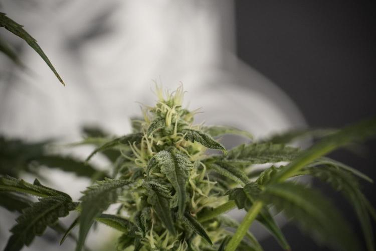 Cosmic Noodles a Zamnesia Dish. Week 8 - Cosmic Noodles The Overwatered One