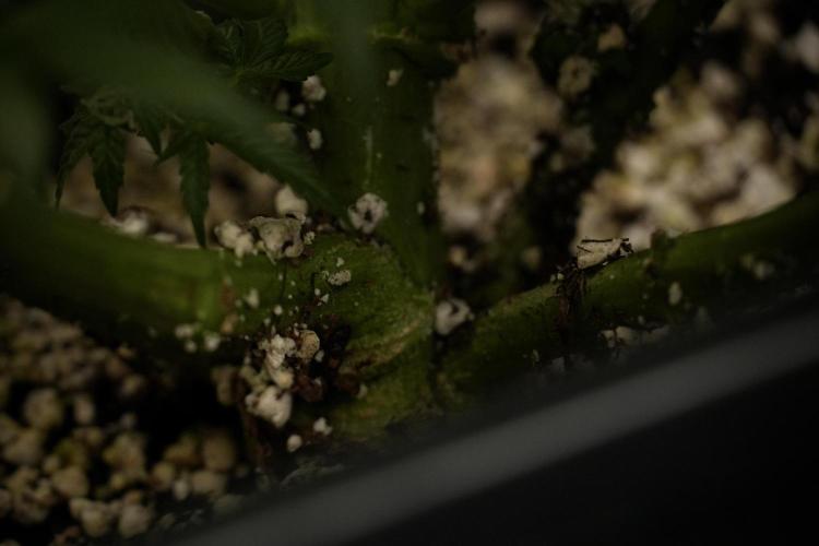 Cosmic Noodles a Zamnesia Dish. Week 8 - Cosmic Noodles The Overwatered One