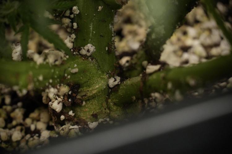 Cosmic Noodles a Zamnesia Dish. Week 8 - Cosmic Noodles The Overwatered One