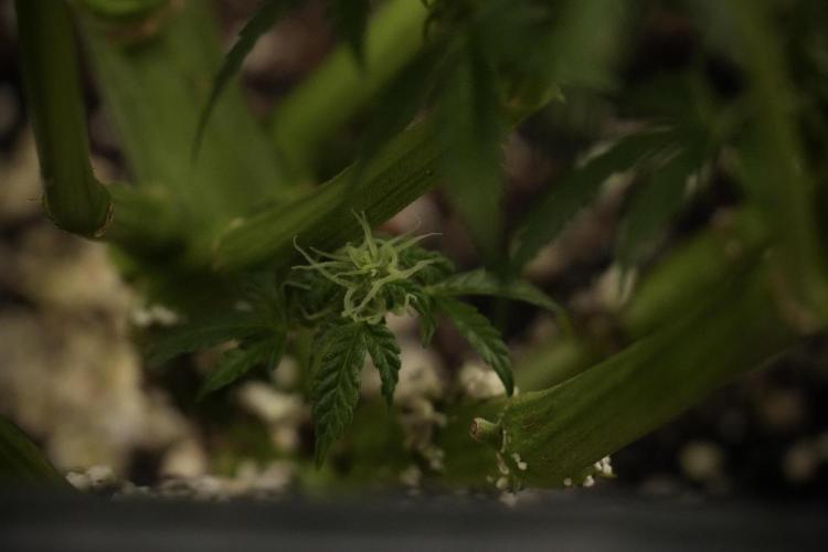 Cosmic Noodles a Zamnesia Dish. Week 8 - Cosmic Noodles The Overwatered One