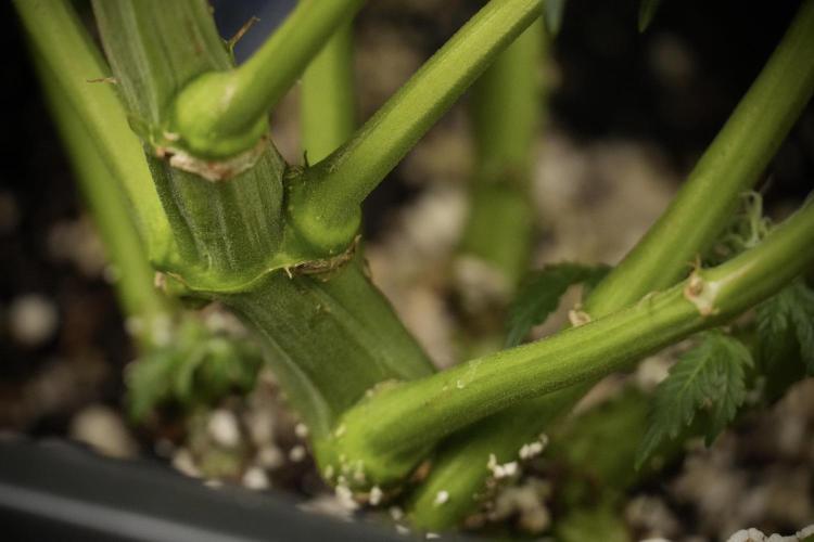 Cosmic Noodles a Zamnesia Dish. Week 8 - Cosmic Noodles The Overwatered One