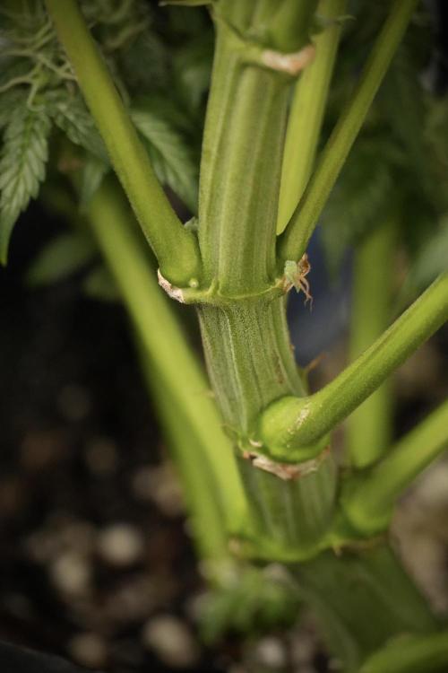 Cosmic Noodles a Zamnesia Dish. Week 8 - Cosmic Noodles The Overwatered One