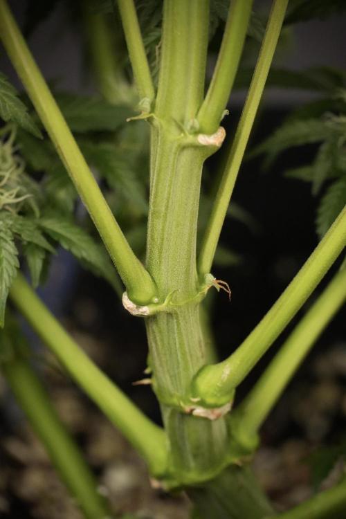 Cosmic Noodles a Zamnesia Dish. Week 8 - Cosmic Noodles The Overwatered One