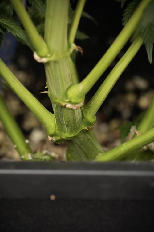 Cosmic Noodles a Zamnesia Dish. Week 8 - Cosmic Noodles The Overwatered One