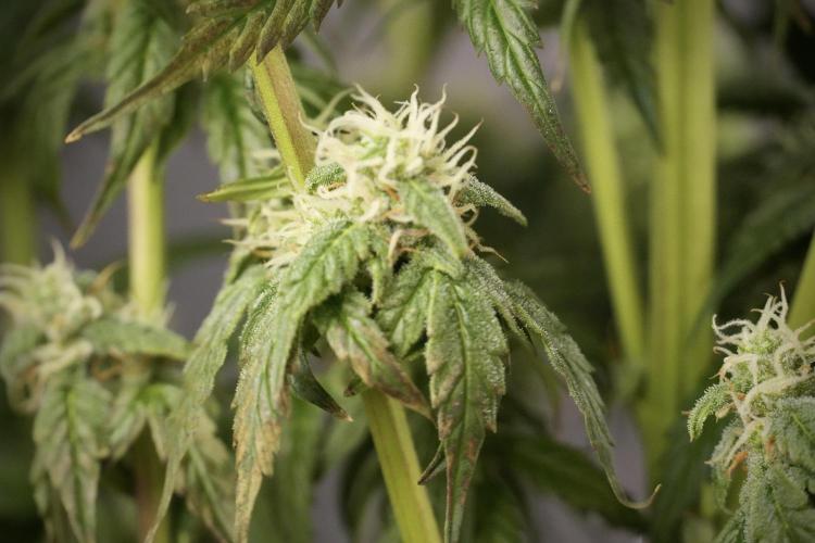 Cosmic Noodles a Zamnesia Dish. Week 8 - Cosmic Noodles The Overwatered One