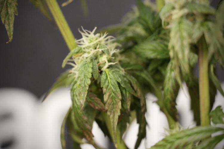 Cosmic Noodles a Zamnesia Dish. Week 8 - Cosmic Noodles The Overwatered One