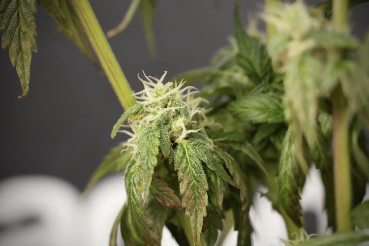 Cosmic Noodles a Zamnesia Dish. Week 8 - Cosmic Noodles The Overwatered One