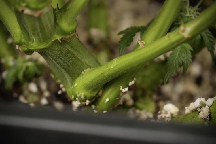 Cosmic Noodles a Zamnesia Dish. Week 8 - Cosmic Noodles The Overwatered One