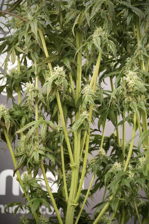 Cosmic Noodles a Zamnesia Dish. Week 8 - Cosmic Noodles The Overwatered One