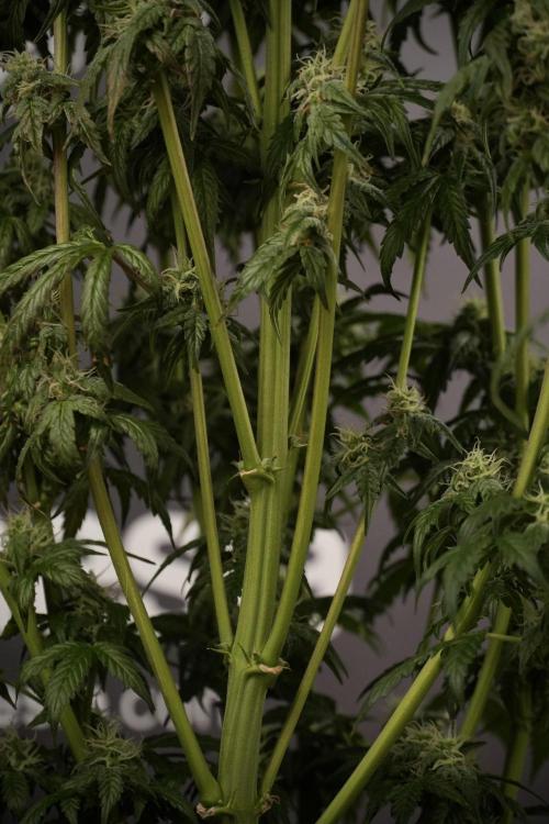 Cosmic Noodles a Zamnesia Dish. Week 8 - Cosmic Noodles The Overwatered One