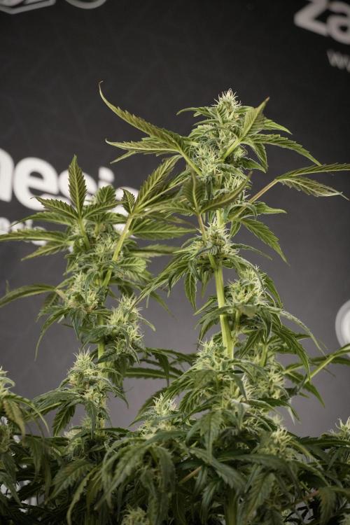 Cosmic Noodles a Zamnesia Dish. Week 8 - Cosmic Noodles The Overwatered One