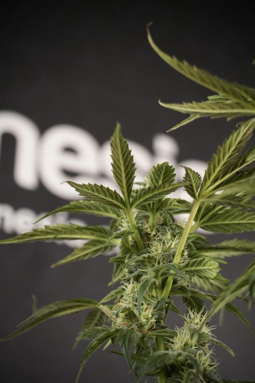 Cosmic Noodles a Zamnesia Dish. Week 8 - Cosmic Noodles The Overwatered One