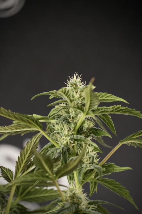 Cosmic Noodles a Zamnesia Dish. Week 8 - Cosmic Noodles The Overwatered One