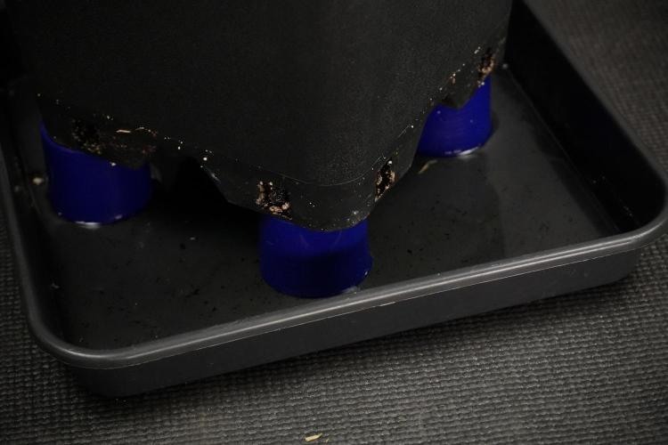 Cosmic Noodles a Zamnesia Dish. Week 8 - Cosmic Noodles The Overwatered One