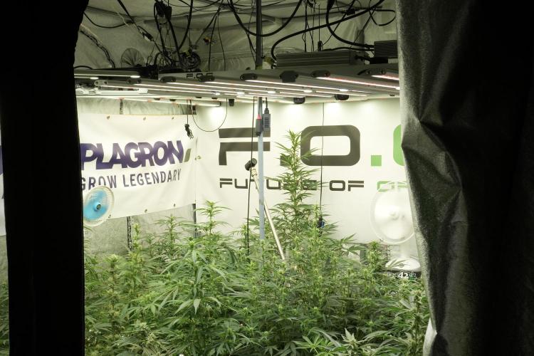 Cosmic Noodles a Zamnesia Dish. Week 8 - Room And Vibes