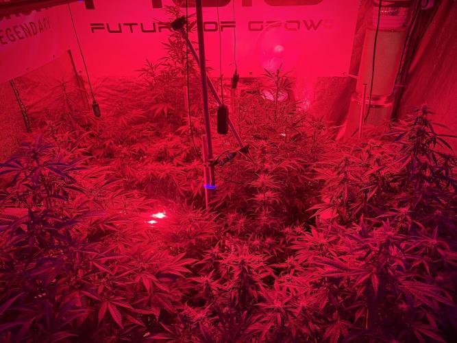 Cosmic Noodles a Zamnesia Dish. Week 8 - Room And Vibes REDs