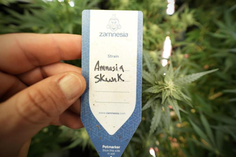 Amnesia Skunk The Zamnesia Way. Week 8 - Amnesia Skunk 12/12 From Seed 