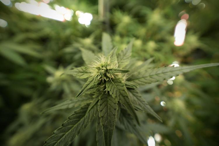 Amnesia Skunk The Zamnesia Way. Week 8 - Amnesia Skunk 12/12 From Seed 