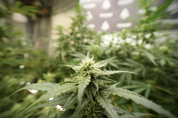 Amnesia Skunk The Zamnesia Way. Week 8 - Amnesia Skunk 12/12 From Seed 