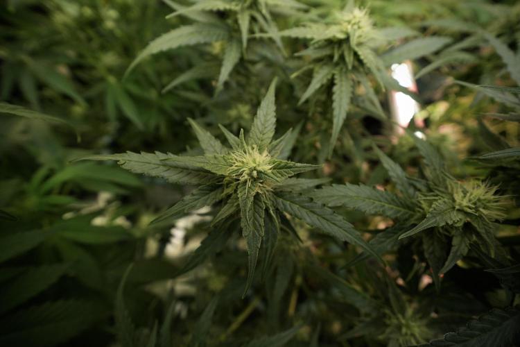 Amnesia Skunk The Zamnesia Way. Week 8 - Amnesia Skunk 12/12 From Seed 