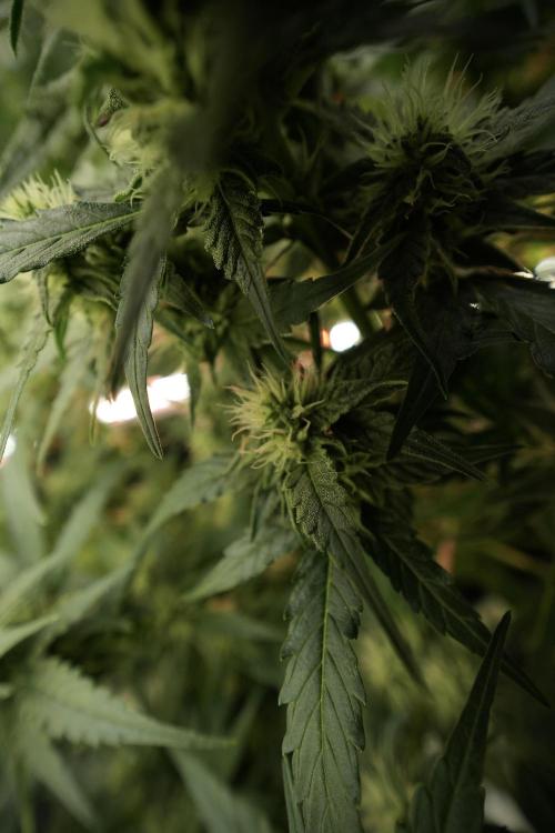 Amnesia Skunk The Zamnesia Way. Week 8 - Amnesia Skunk 12/12 From Seed 