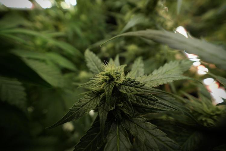 Amnesia Skunk The Zamnesia Way. Week 8 - Amnesia Skunk 12/12 From Seed 